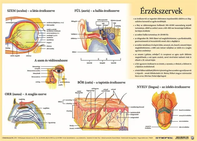 Podložka na stôl, A3, STIEFEL "Az emberi vázizomzat/érzékszervek - Svaly tela/ Zmyslové orgány " - výrobok v MJ 2