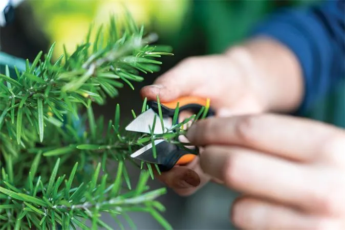 Nožnice na bylinky, FISKARS "Solid™ SP220" 4