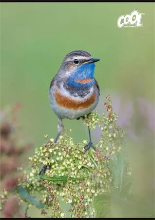 Zošit, A4, štvorčekový, 32 listov, COOL BY VICTORIA "Little Birds", "87-32" 2
